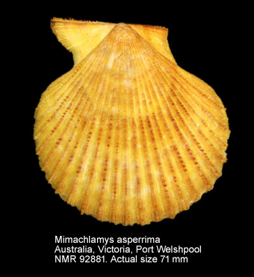 Mimachlamys asperrima (24).jpg - Mimachlamys asperrima(Lamarck,1819)